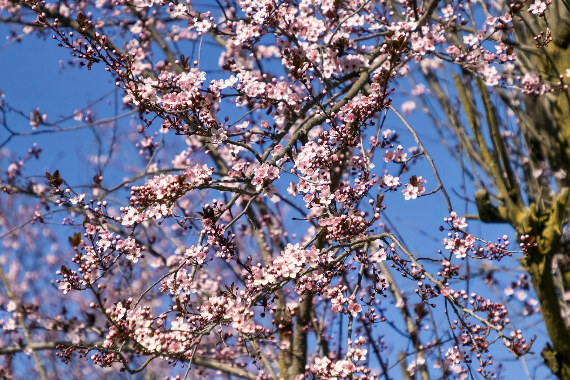 Vibrant cherry blossoms against a clear blue sky, capturing spring's essence.