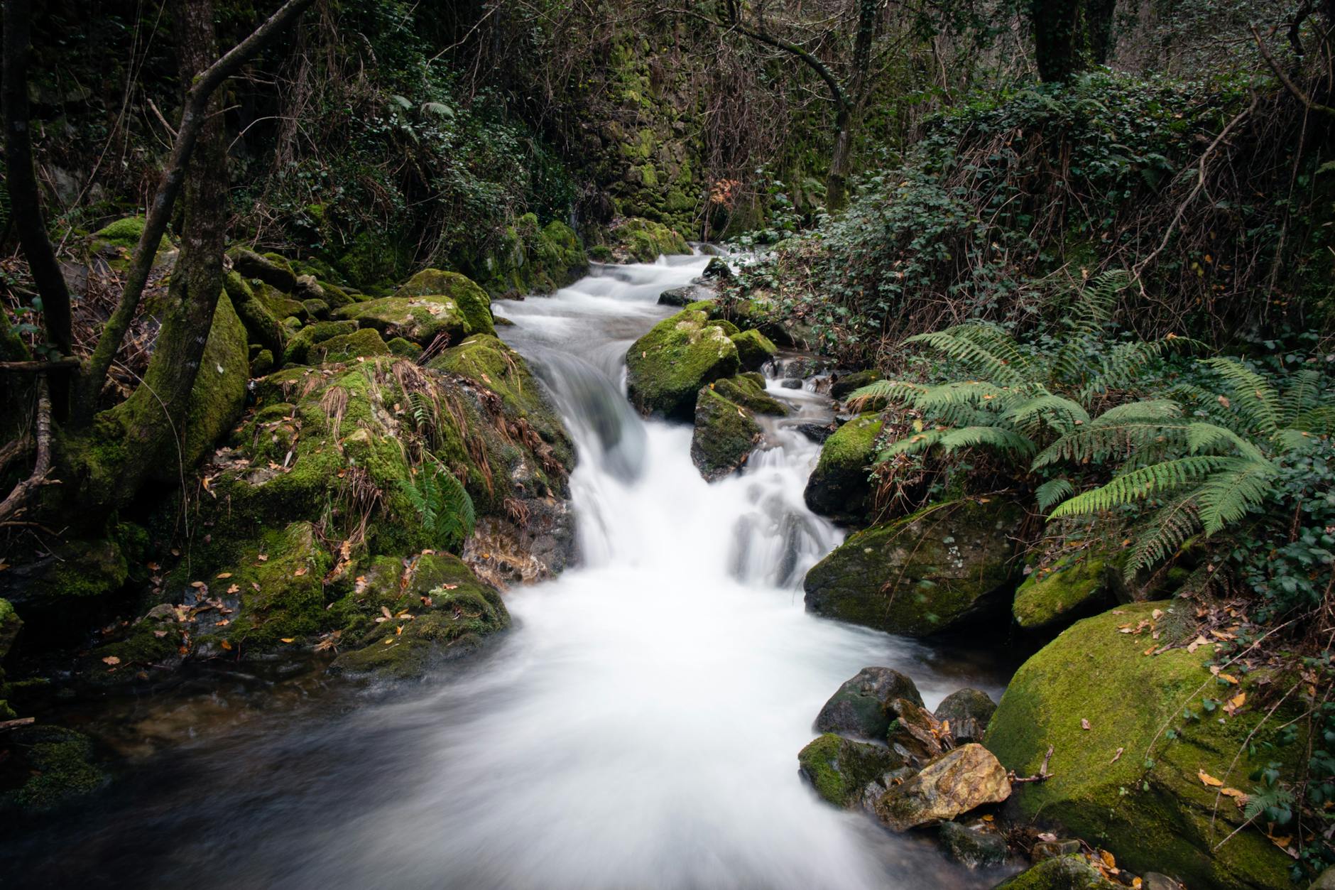 Captivating view of a forest stream flowing through moss-covered rocks in Sever do Vouga, Portugal.