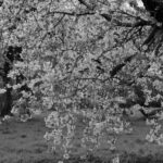 A serene black and white portrait of apple blossoms in a spring orchard.
