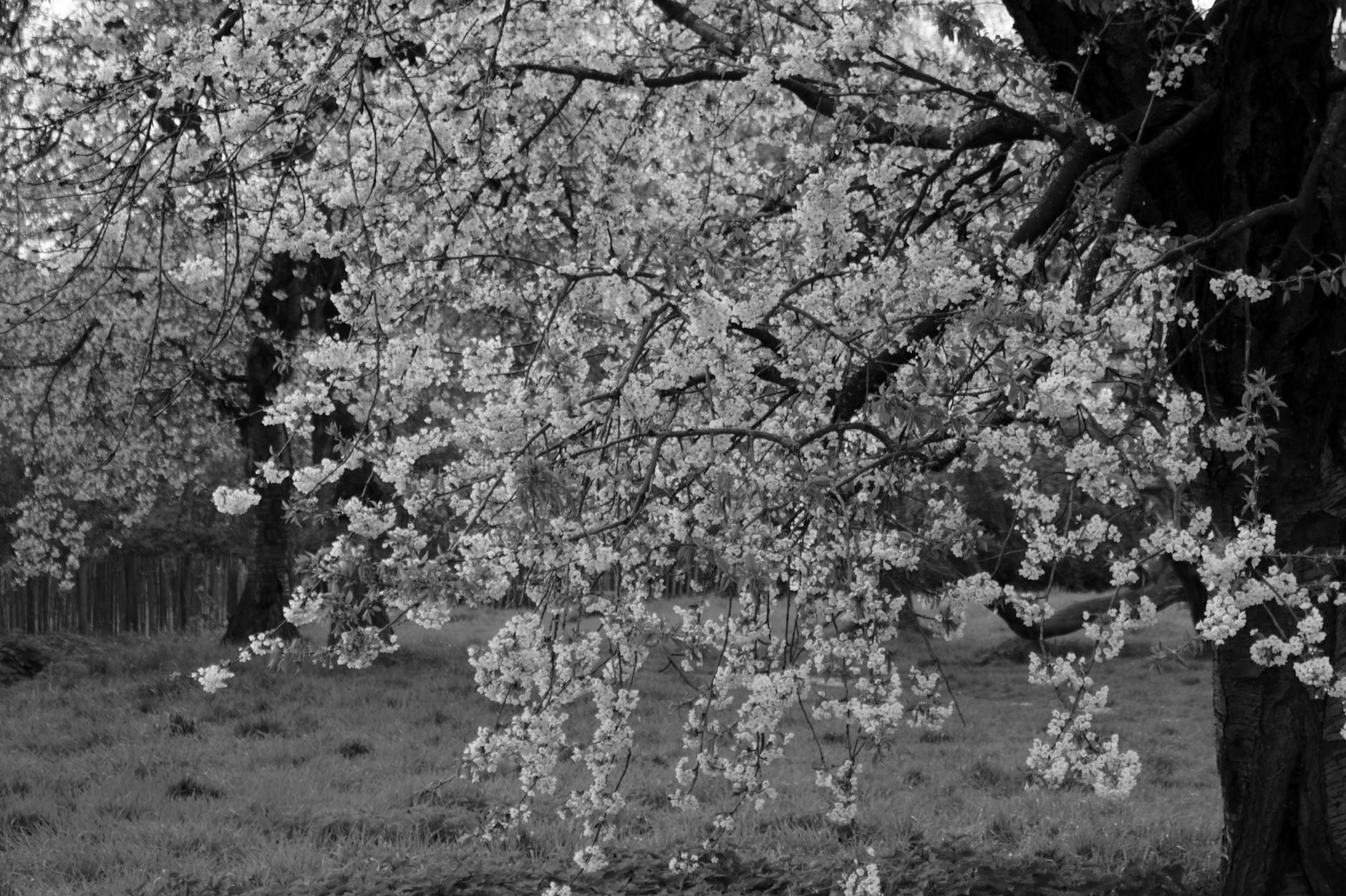 A serene black and white portrait of apple blossoms in a spring orchard.