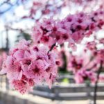 Close-up of vivid pink almond blossoms under a clear spring sky, symbolizing renewal.