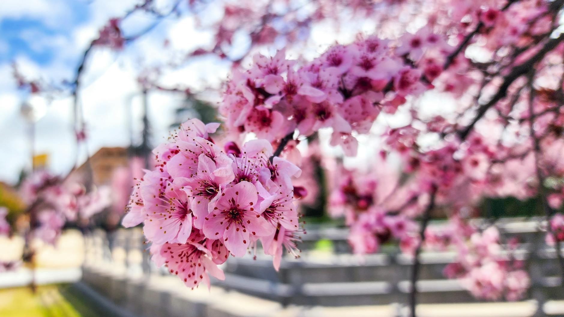 Close-up of vivid pink almond blossoms under a clear spring sky, symbolizing renewal.
