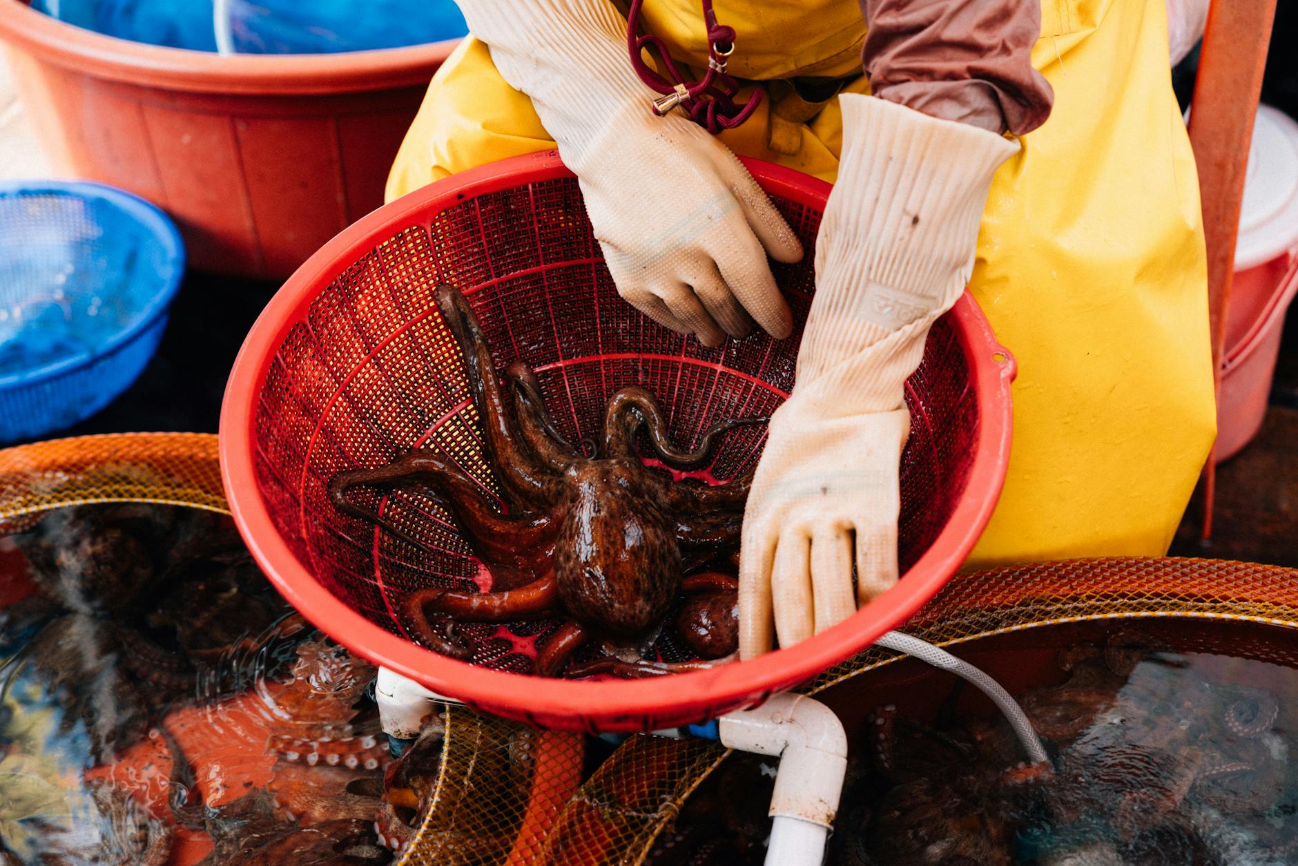 A vendor handles fresh octopus at a bustling fish market in Busan, South Korea.