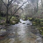 Peaceful forest stream in São Pedro do Sul, Viseu, Portugal, surrounded by lush greenery and mossy rocks.