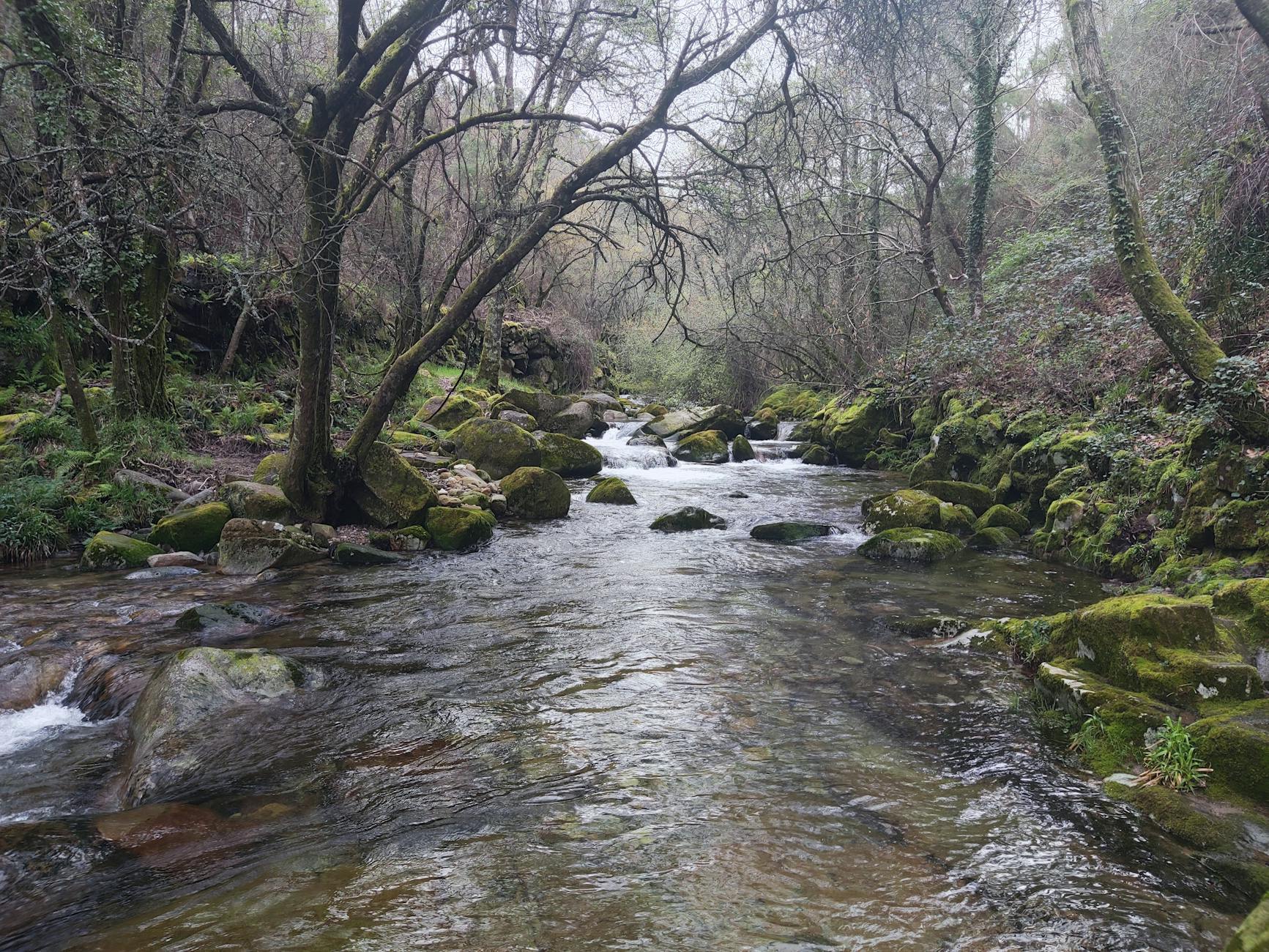Peaceful forest stream in São Pedro do Sul, Viseu, Portugal, surrounded by lush greenery and mossy rocks.