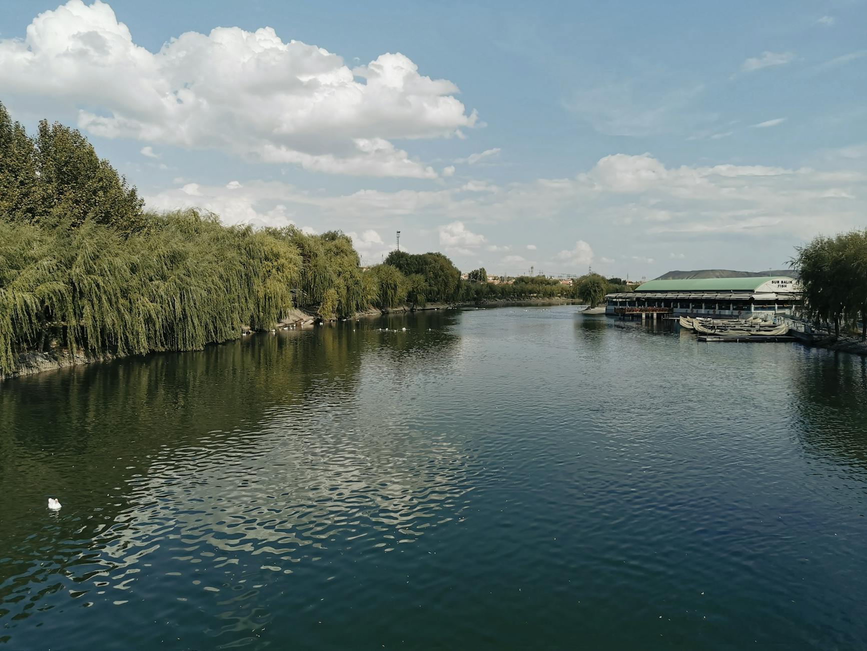 Beautiful riverside view with trees and a clear sky, perfect for nature lovers.