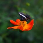 Close-up of a black butterfly resting on a bright orange flower in a vibrant garden setting.