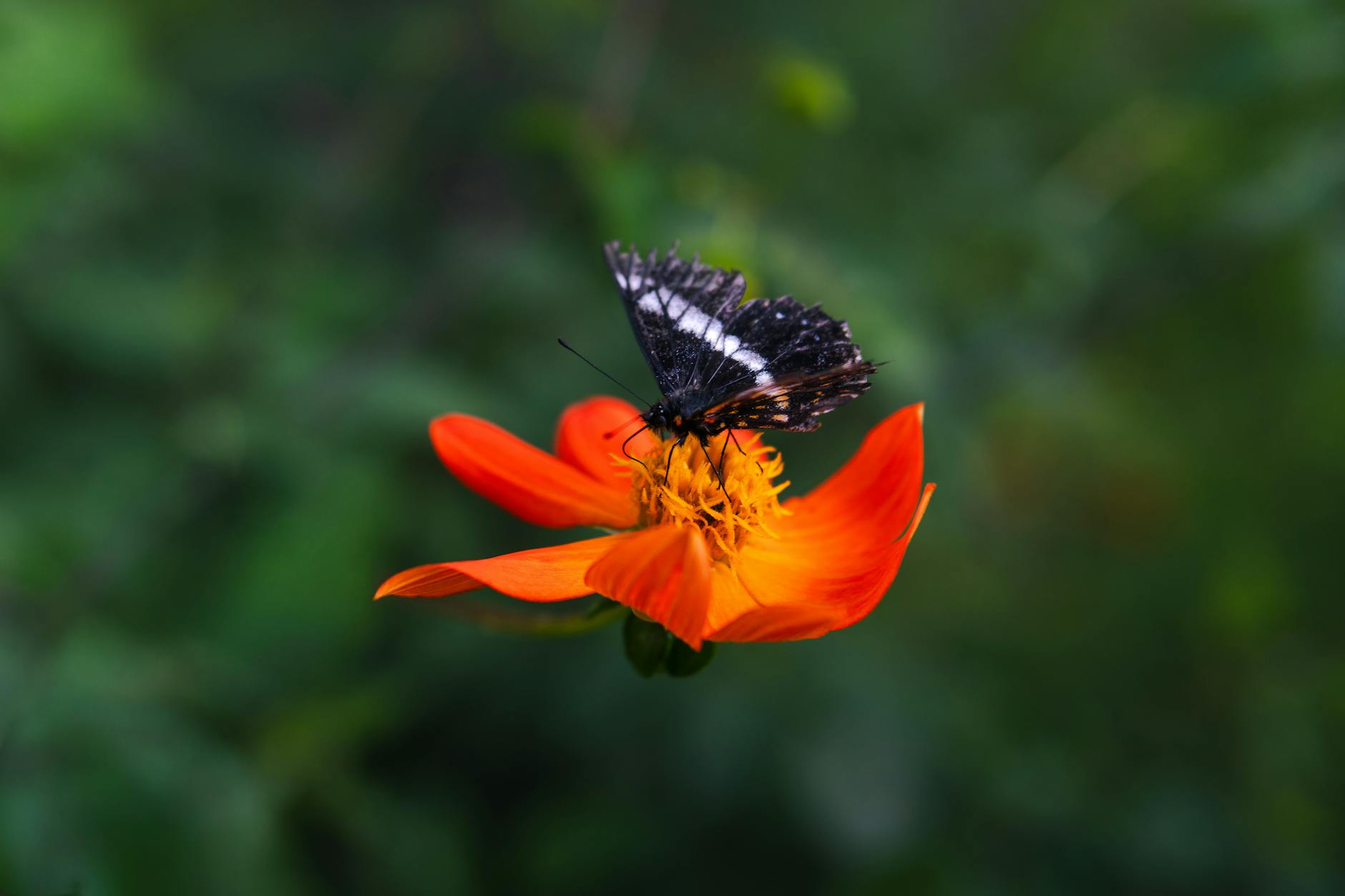 Close-up of a black butterfly resting on a bright orange flower in a vibrant garden setting.