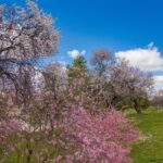 Vibrant cherry blossom trees in full bloom against a clear blue sky in a serene park setting.