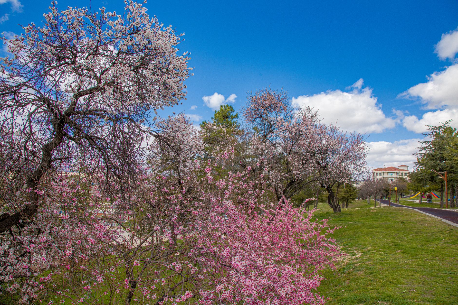 Vibrant cherry blossom trees in full bloom against a clear blue sky in a serene park setting.