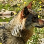 Close-up of an Iberian wolf in a vibrant natural setting in Robledo, Spain.