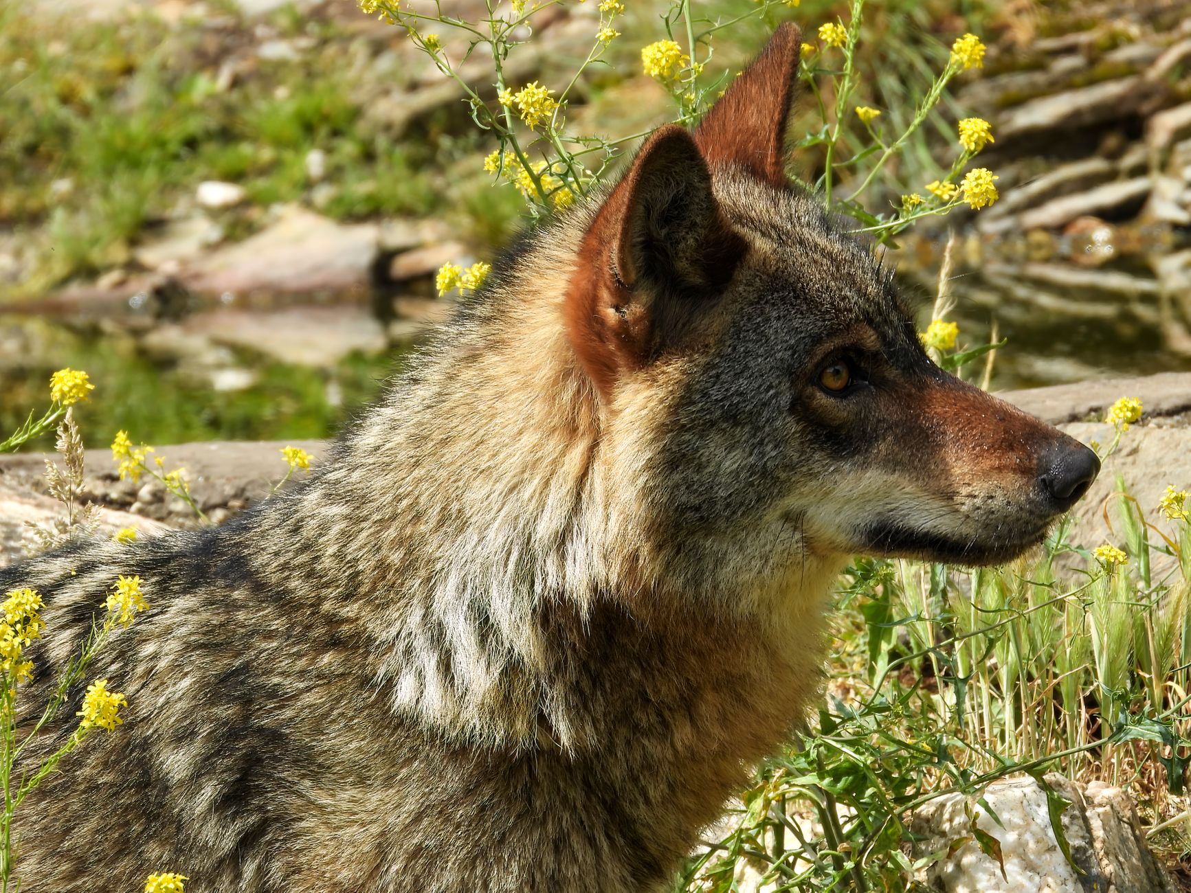 Close-up of an Iberian wolf in a vibrant natural setting in Robledo, Spain.