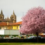 Beautiful view of Evora's cathedral and blooming tree in spring, showcasing vibrant blossoms and historic architecture.
