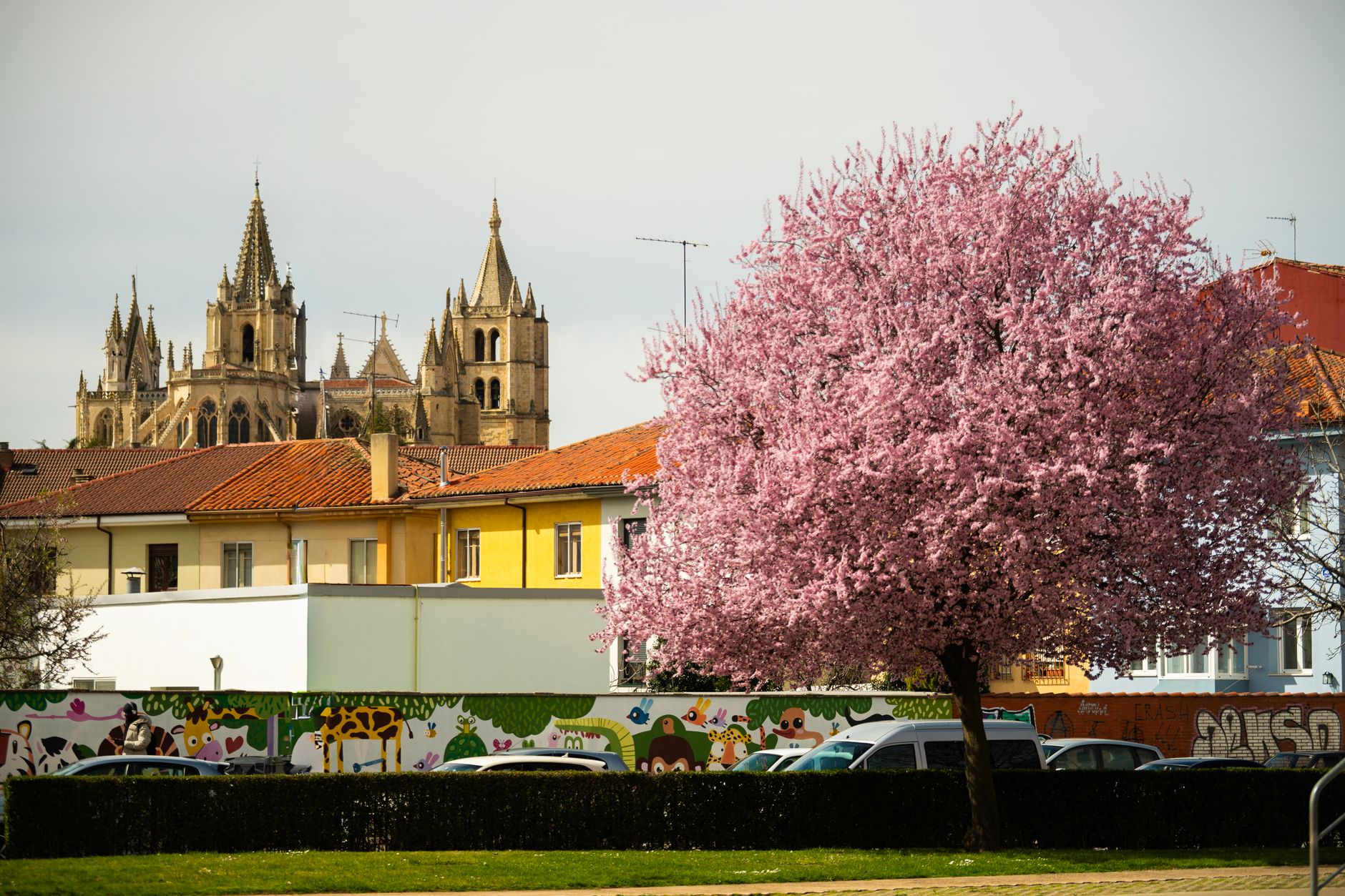Beautiful view of Evora's cathedral and blooming tree in spring, showcasing vibrant blossoms and historic architecture.