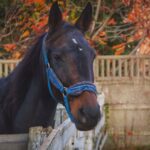Close-up of a black horse with a blue halter in an autumn stable setting.