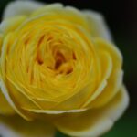 Detailed macro photograph of a yellow rose, showcasing intricate petal patterns and rich colors.