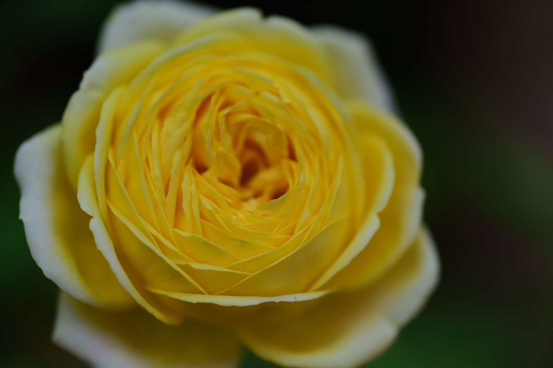 Detailed macro photograph of a yellow rose, showcasing intricate petal patterns and rich colors.