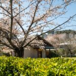 Tranquil Japanese garden with cherry blossoms in full bloom during springtime.