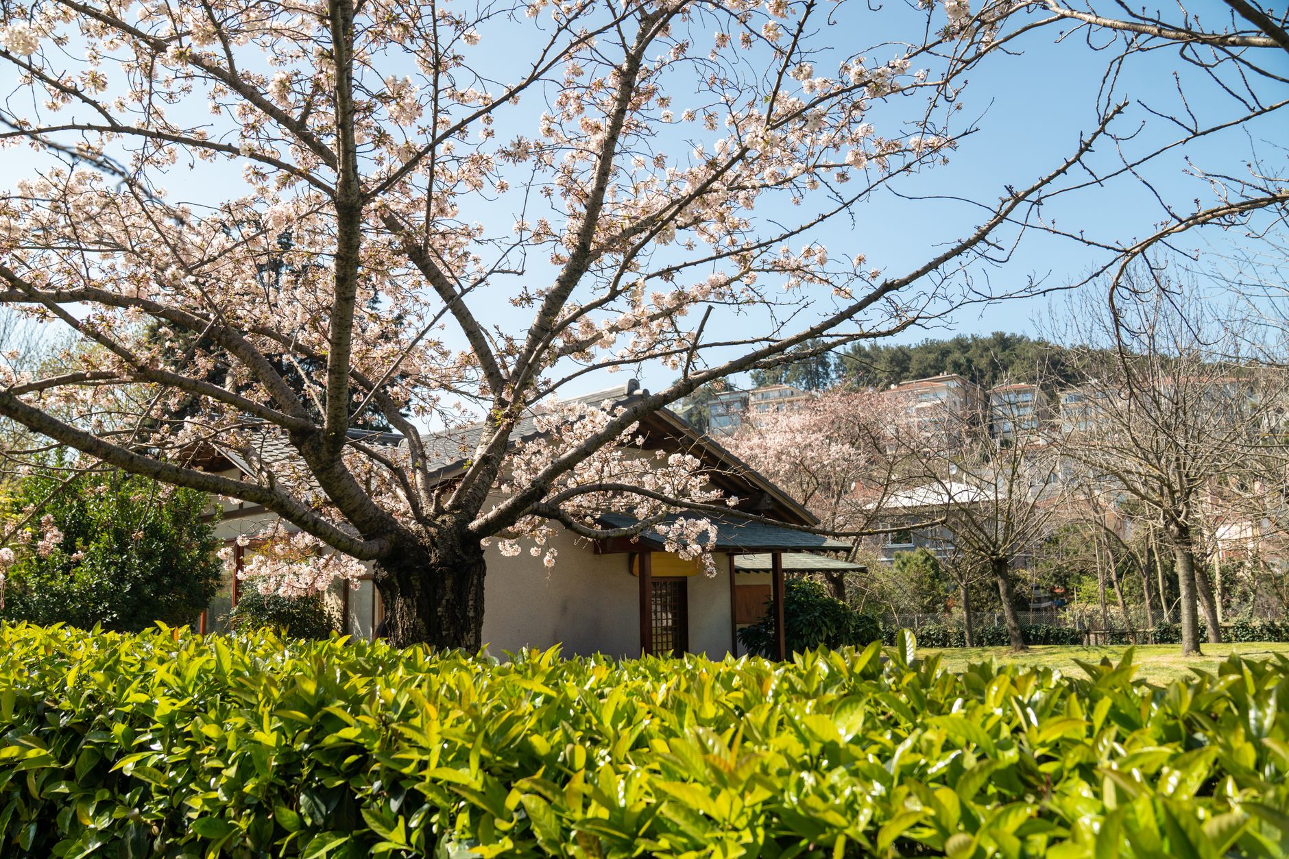 Tranquil Japanese garden with cherry blossoms in full bloom during springtime.