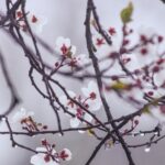 Cherry tree blossoms with raindrops on branches, capturing the essence of spring in Bristol.