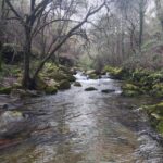 Peaceful forest stream in São Pedro do Sul, Viseu, Portugal, surrounded by lush greenery and mossy rocks.