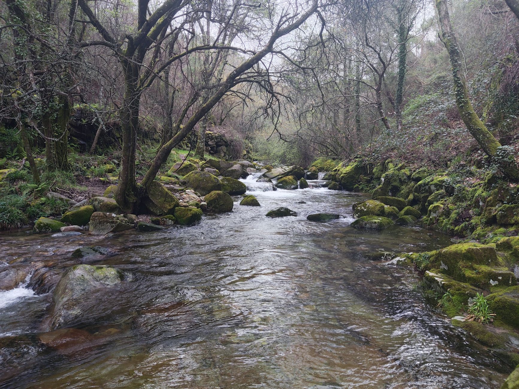 Peaceful forest stream in São Pedro do Sul, Viseu, Portugal, surrounded by lush greenery and mossy rocks.