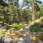 Tranquil forest stream at Real Sitio de San Ildefonso, surrounded by lush greenery and rocks.