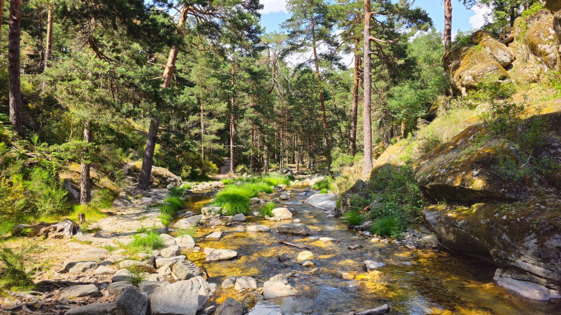Tranquil forest stream at Real Sitio de San Ildefonso, surrounded by lush greenery and rocks.