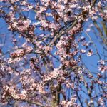 Vibrant cherry blossoms against a clear blue sky, capturing spring's essence.
