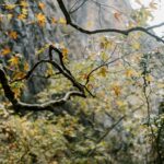 From below branches of tree with yellow dried leaves in mountain terrain in sunny autumn day