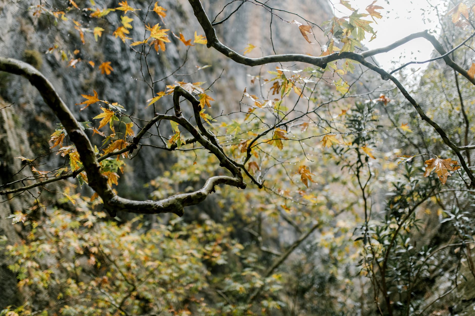 From below branches of tree with yellow dried leaves in mountain terrain in sunny autumn day