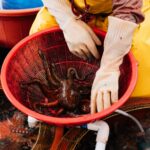 A vendor handles fresh octopus at a bustling fish market in Busan, South Korea.