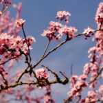 Beautiful cherry blossoms in spring bloom against a clear blue sky, symbolizing renewal.
