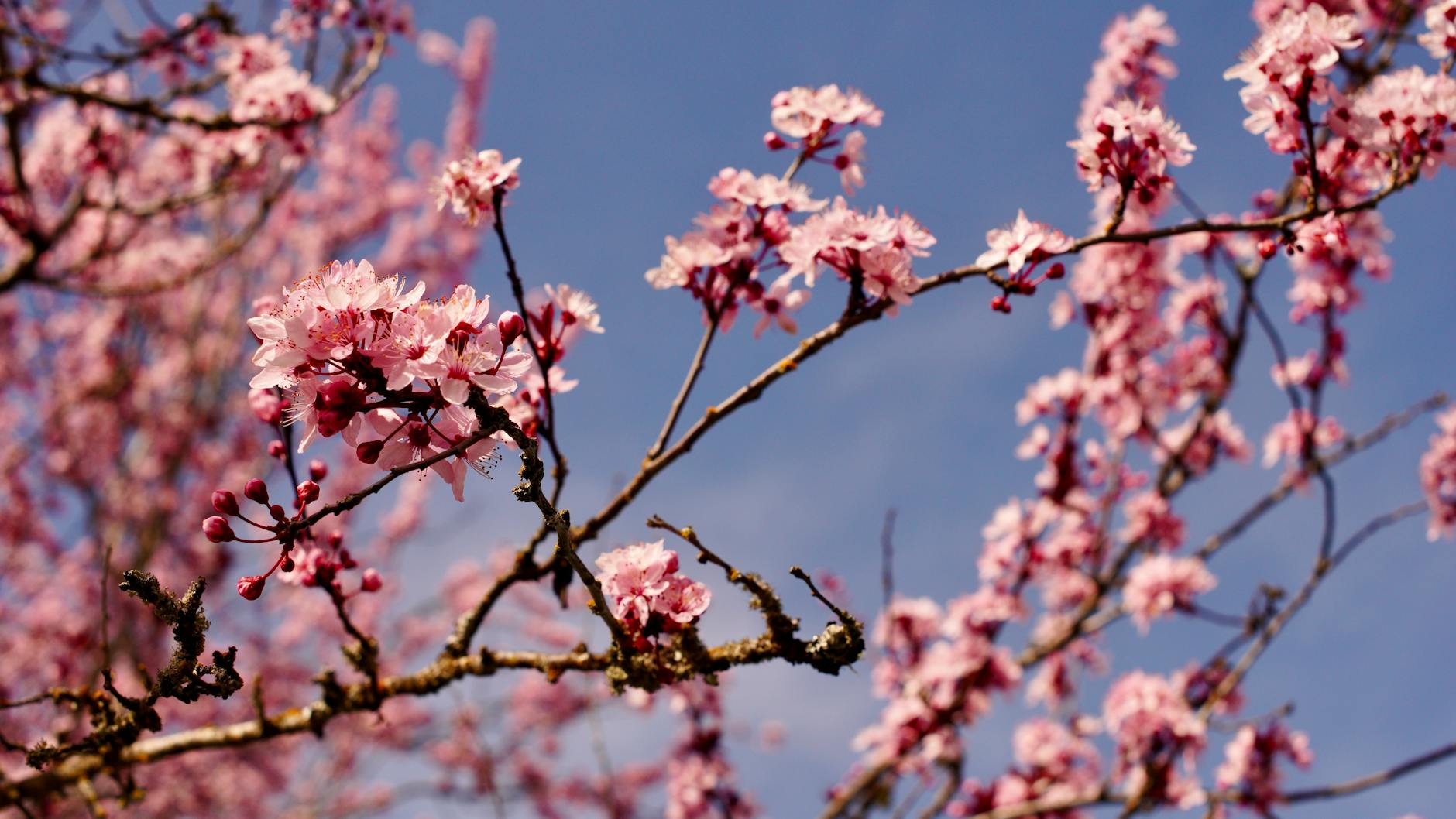Beautiful cherry blossoms in spring bloom against a clear blue sky, symbolizing renewal.