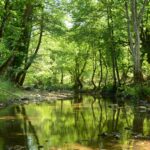 Tranquil forest stream reflecting lush green trees in summer, creating a peaceful natural scene.