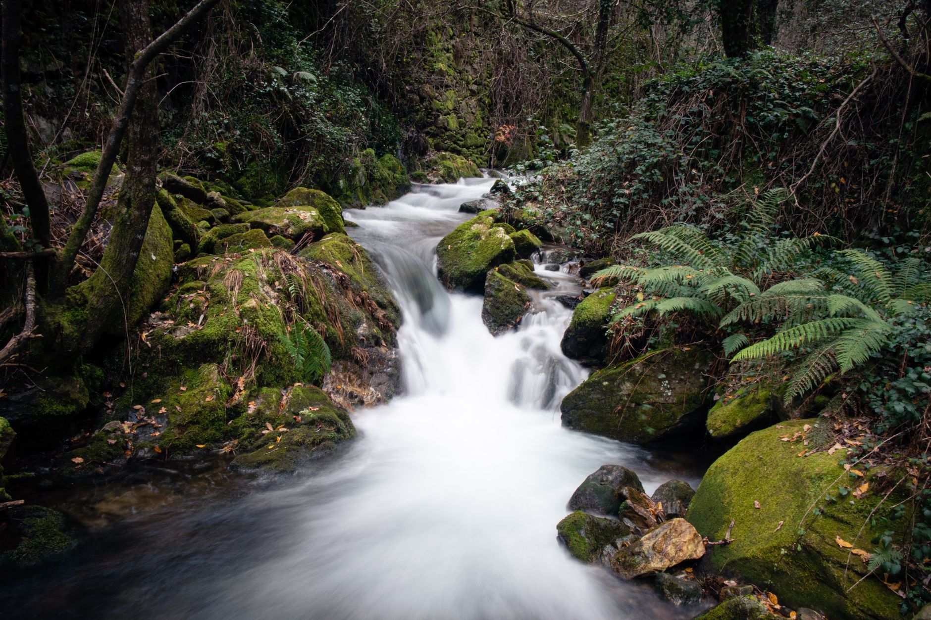 Captivating view of a forest stream flowing through moss-covered rocks in Sever do Vouga, Portugal.