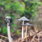 Detailed image of Coprinus mushrooms in Nagka, surrounded by natural foliage, India.