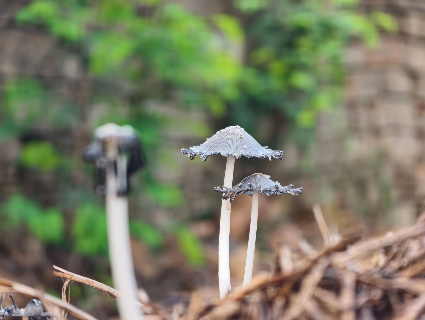 Detailed image of Coprinus mushrooms in Nagka, surrounded by natural foliage, India.