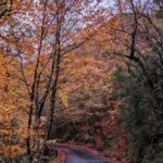 A serene autumn road lined with colorful trees in Braga, Portugal.
