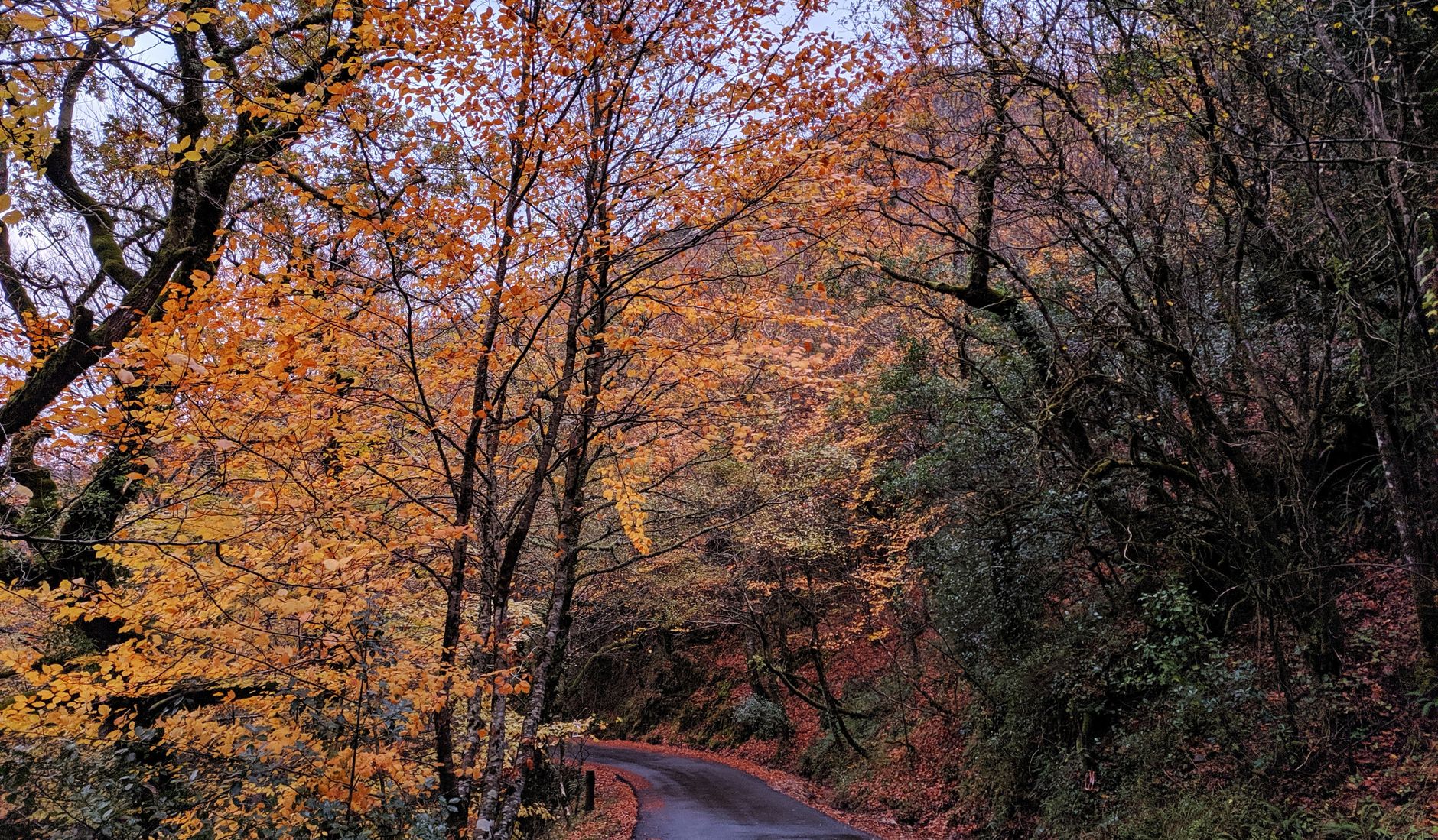 A serene autumn road lined with colorful trees in Braga, Portugal.
